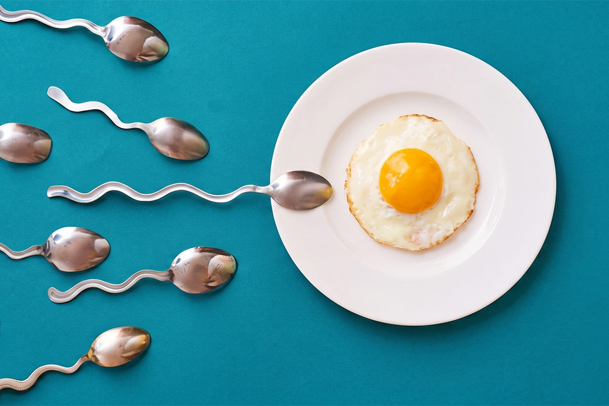 egg and sperm
